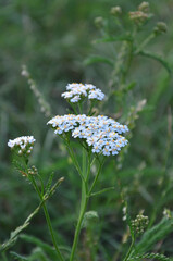 Achillea millefolium or common yarrow stem with white blooming inflorescence on summer field landscape.Nature, summer , meadow,  yarrow plant, blooming wildflowers, herbal medicine. © Mariana