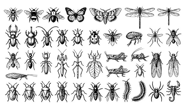 Historic Engraved Insects Bugs and Beetles Woodcut Scientific Vector Collection