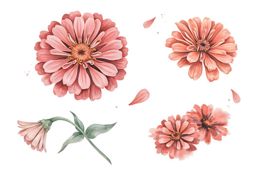 A collection of pink zinnia flowers, buds, and scattered petals in a botanical style, isolated on a white background, floral