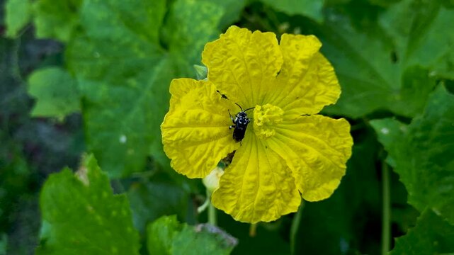 Black bee pollinating a yellow squash blossom in the garden insect flower pollination nature plant