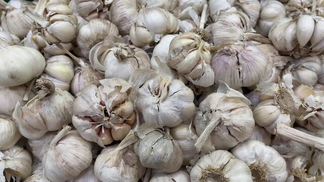 Straight on close up of raw organic garlic bulbs pile