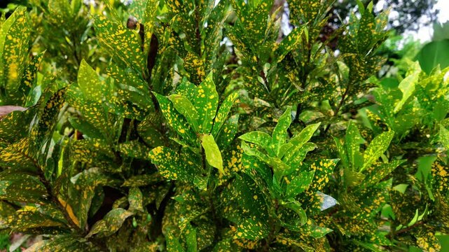 Gold Dust Croton Green Leaves with Yellow Spots Pattern, 4K Slow Motion Cinematic Background