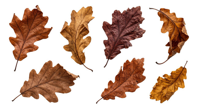 Collection of various dried autumn oak leaves isolated on a solid black background