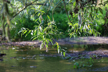 Branches of a weeping willow with young green leaves lean picturesquely over the calm water of a forest river. Sunbeams softly break through the greenery, emphasizing the freshness and delicate beauty © Олег Струс
