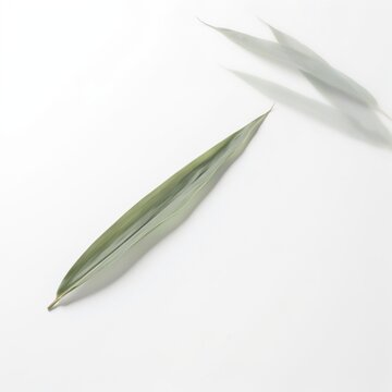 Fresh green leaves isolated on white background with isolated botanical environment background minimalist sustainable decoration freshness perennial herbaceous vegetation