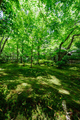 Fototapeta premium Lush moss garden with green maple trees and sunlight in traditional Japanese temple