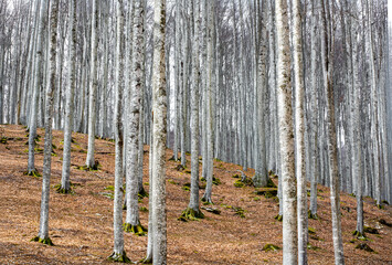 Fototapeta premium An exciting journey into the heart of the forest that changes color at every step