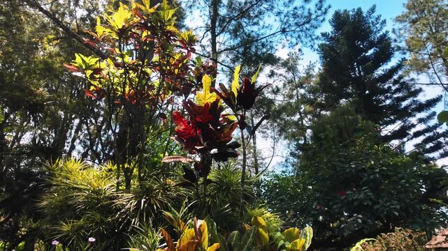 Lush Garden Landscape with Crotons under Blue Sky, 4K Slow Motion Cinematic Background
