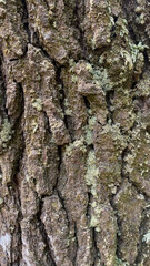 Fototapeta premium Close-up of an old pine tree bark featuring deep natural cracks and vibrant green moss. Rich organic textures and weathered wood details.
