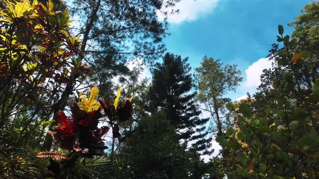 Lush Garden Landscape with Tall Pine Trees and Crotons, 4K Slow Motion Cinematic Background