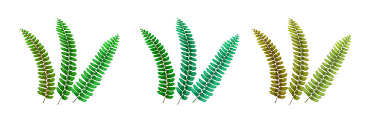 Vibrant green fern leaves on transparent background © SAYEDA