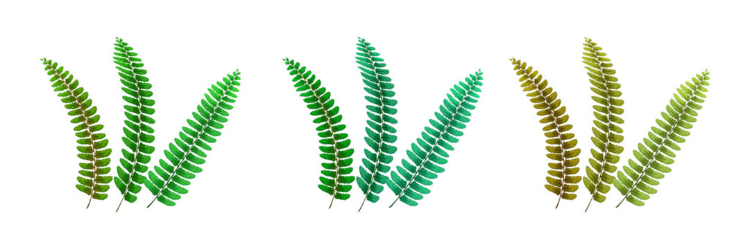 Vibrant green fern leaves on transparent background