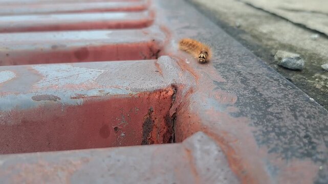 Close-up of a fuzzy caterpillar on an urban metal structures.