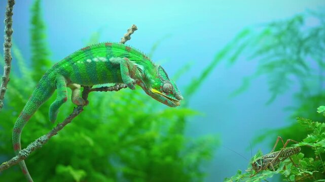 Vivid green Panther chameleon, Furcifer pardalis on curved wooden stem looks and shoots its long projectile tongue at big gray long-winged female grasshopper sits on lush green plants, slow motion