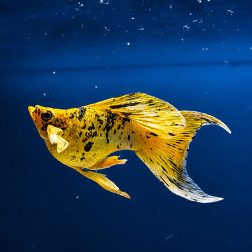 bumblebee molly, bumblebee strain, strain yellow black, jaguar strain fish, designer molly