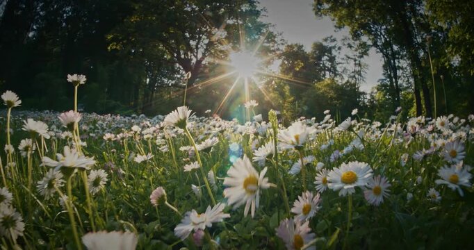 Spring daisy field illuminated by sunset sunlight with beautiful optical flares