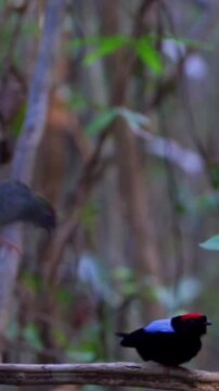 Manakin bird displaying vibrant red crest and blue back while hopping on forest branch in fast motion video clip captured with natural light and wildlife focus