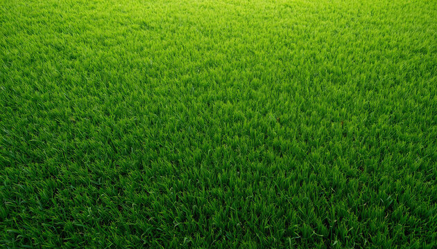 Top View Full Frame Dense Green Grass Field Background Texture