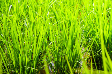 Fototapeta premium Close-up of vibrant green rice plants growing in a Japanese paddy field under summer sunlight