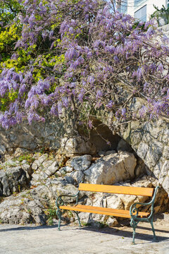 Peaceful wooden bench shaded by cascading purple wisteria growing over a natural stone wall in spring. A tranquil Mediterranean corner inviting visitors to relax and enjoy nature