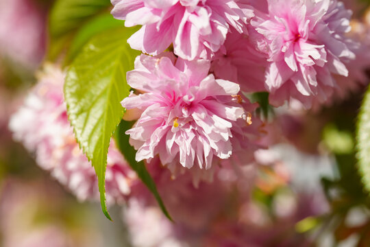 Close-up of delicate pink double cherry blossoms blooming on a tree branch during spring. Soft light and shallow depth of field highlight the beauty of seasonal flowers