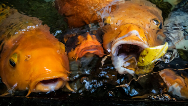 koi fish with open mouth in pond