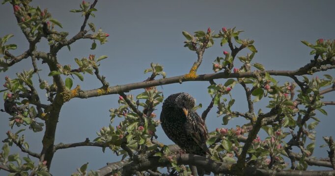 Wild common starling preening feathers in a blooming white spring tree in slow motion