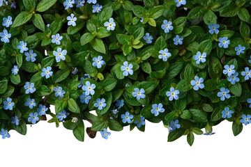 Obraz premium Blue flower foliage bottom border isolated on transparent background