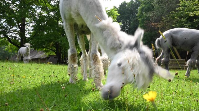 Herd of alpacas (Vicugna pacos) feed on grass on an alpaca farm.