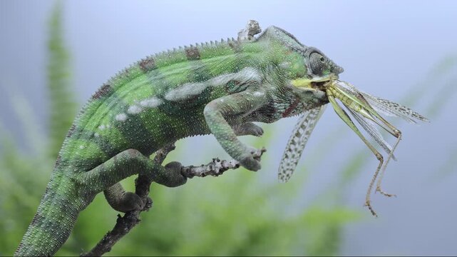 Furcifer pardalis lizard chewing an insect prey against green fern leaves background. Panther chameleon eats big female grasshopper with long wings