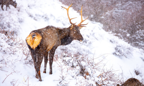 A deer in the mountains in winter with falling snow. Close-up of red deer against a snowy backdrop. Winter Christmas landscape with wild animals.
