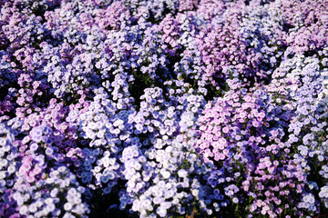Fototapeta premium Purple margaret flower blooming in the garden