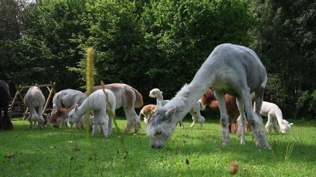 Herd of alpacas (Vicugna pacos) feed on grass on an alpaca farm.