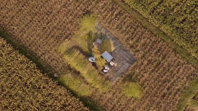 Aerial view of farmers harvesting rice in a field using a threshing machine on a tarp, surrounded by golden and green crops in Yogyakarta, Indonesia