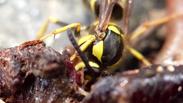 한국,곤충,땅벌,참땅벌,벌,Korea, insect, yellowjacket, hornet, bee