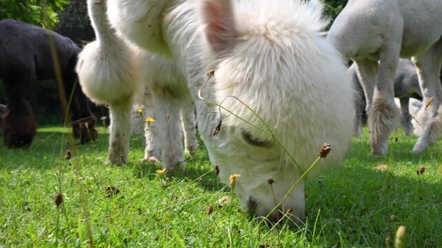 Herd of alpacas (Vicugna pacos) feed on grass on an alpaca farm.