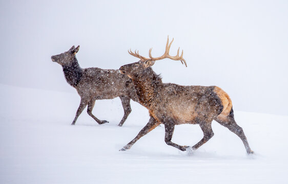 A deer in the mountains in winter with falling snow. Close-up of red deer against a snowy backdrop. Winter Christmas landscape with wild animals.