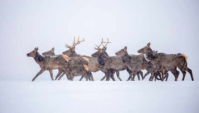 A deer in the mountains in winter with falling snow. Close-up of red deer against a snowy backdrop. Winter Christmas landscape with wild animals.