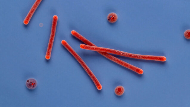 Ziehl-Neelsen stained smear showing acid-fast bacilli (AFB), appearing as bright red slender rods against a blue background