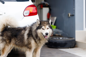 Close-up of Siberian Husky a wet fluffy dog with calm expression © Kaikoro