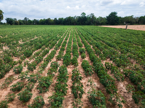Cassava Field with Crop Rows and Agricultural Landscape