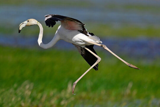 landender Rosaflamingo // landing Greater flamingo (Phoenicopterus roseus) - Alicante, Spanien