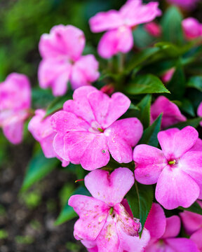 Flowers and Nature