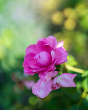Flowers and Nature