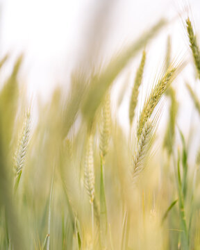 Field of Grass