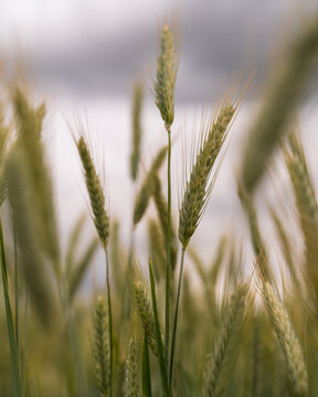 Field of Grass