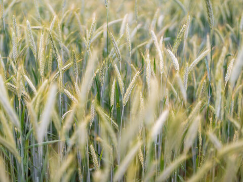 Field of Grass