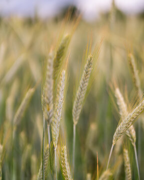Field of Grass