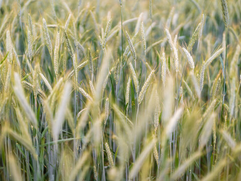 Field of Grass