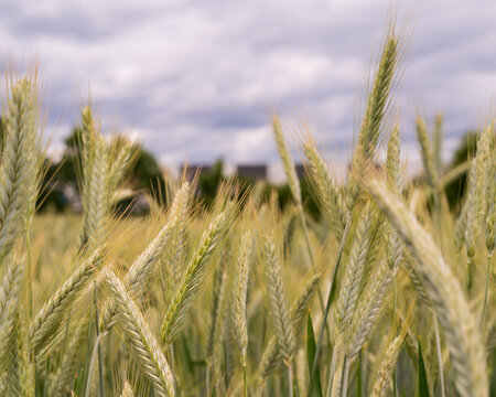Field of Grass